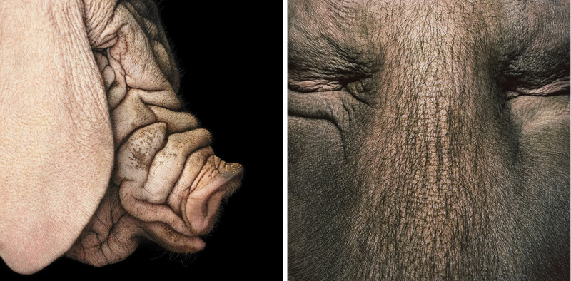 Illustration for article titled Tim Flach's intimate animal portraits reveal nature's human side